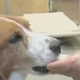 Now There Are Fat Camps for Your Dog